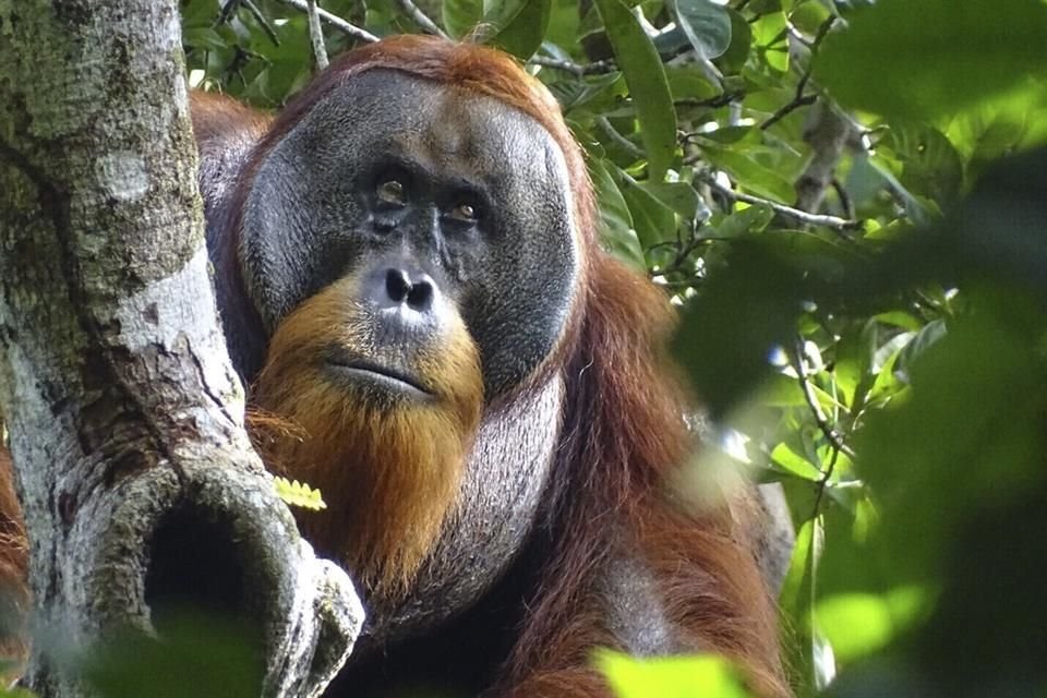 El orangután Rakus en el Parque Nacional Gunung Leuser de Indonesia, el 25 de agosto de 2022.