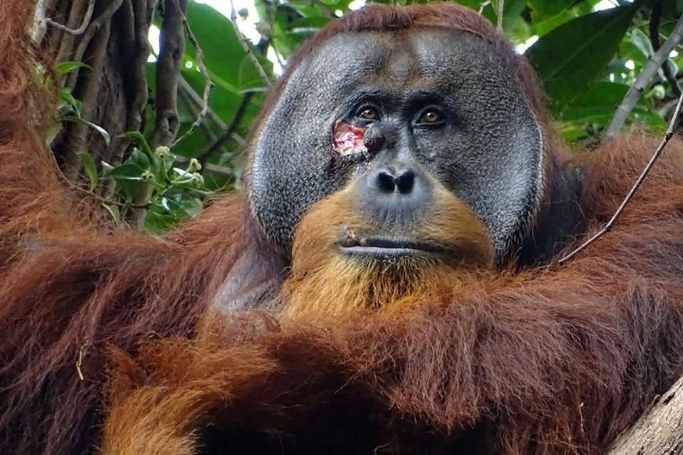 El orangután Rakus con una herida en el rostro que se curó usando hierbas medicinales.