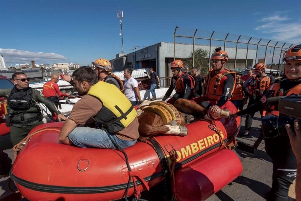Así transportaron rescatistas al caballo Caramelo en Brasil.