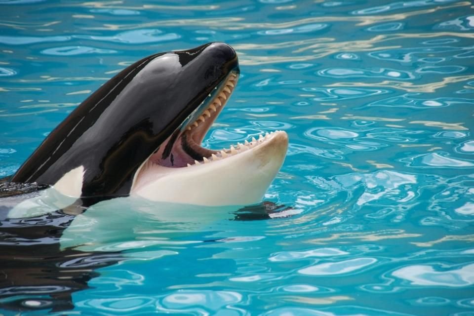 Autoridades españolas advirtieron a embarcaciones luego de que una orca embistió una lancha en el estrecho de Gibraltar.