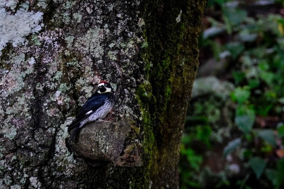 En el bosque La Primavera se esperan dos nuevos decretos: El Bajío y Cerro del Tajo.