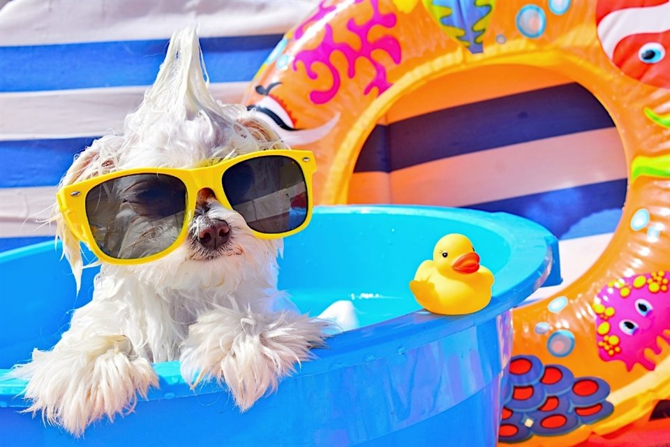Las altas temperaturas pueden ser mortales para tu mascota, pues también experimentan golpes de calor.