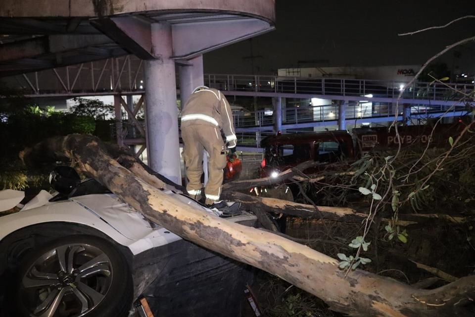 El árbol quedó sobre el carro, por lo que se hicieron maniobras para liberar el cadáver.
