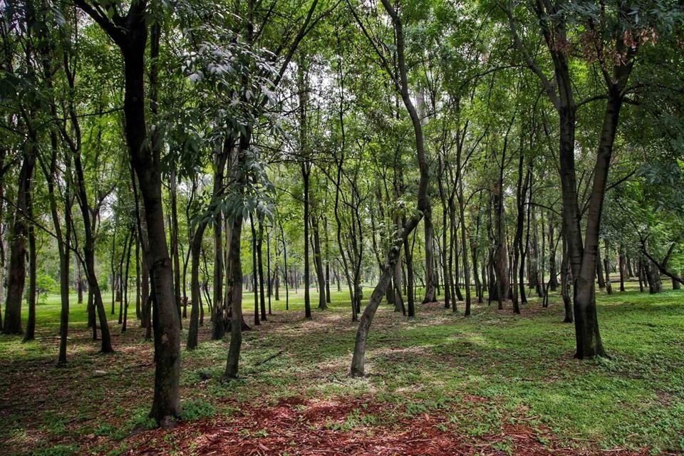 Las áreas verdes de la Ciudad, como el Parque González Gallo, son ideales para convertirlos en el tercer lugar.