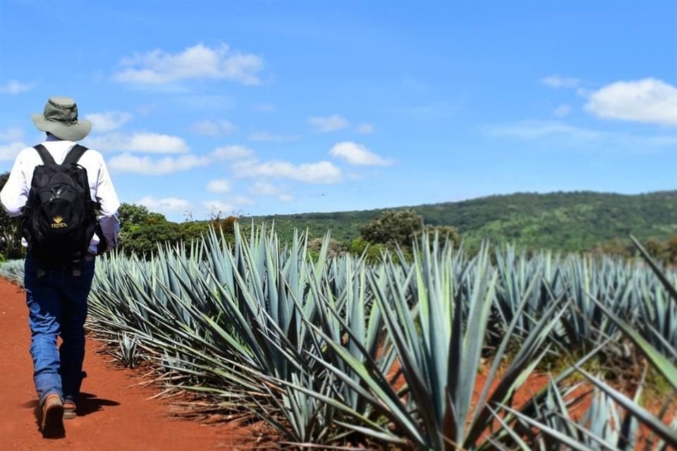 El CRT y organizaciones agrícolas que representan a productores de agave tequilana Weber buscan proteger la Denominación de Origen Tequila.