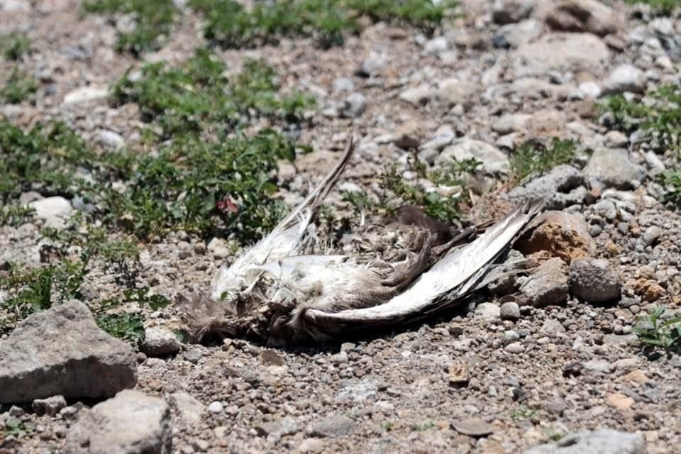 Debido a la contaminación del estanque, hay una gran mortandad de aves y peces.