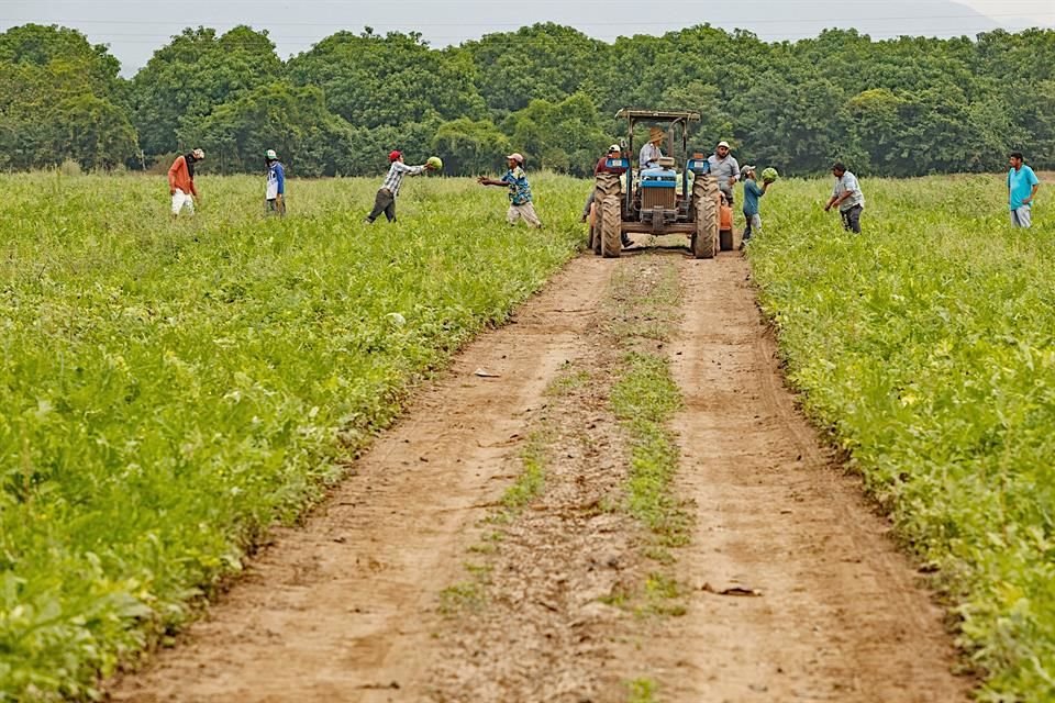 Entre los principales usos del agua concesionada está el campo.