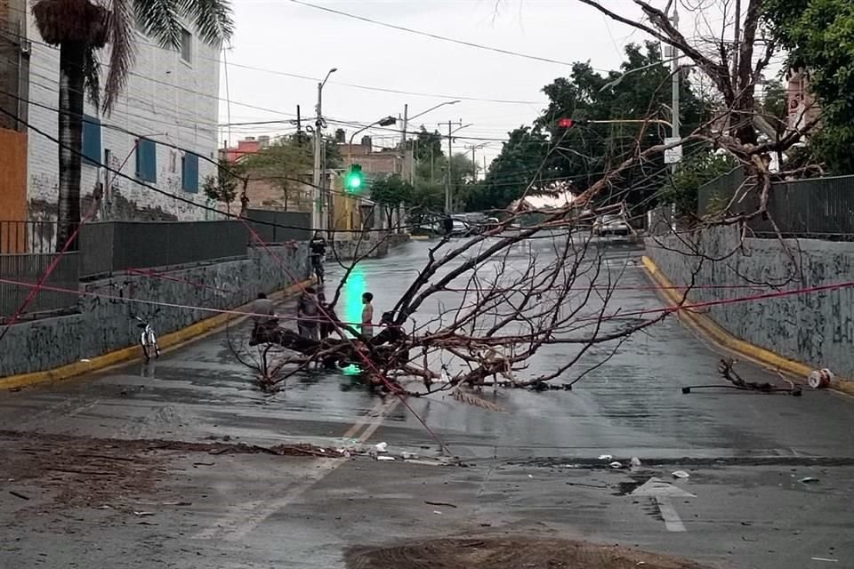 Se reportó la caída de varios árboles.