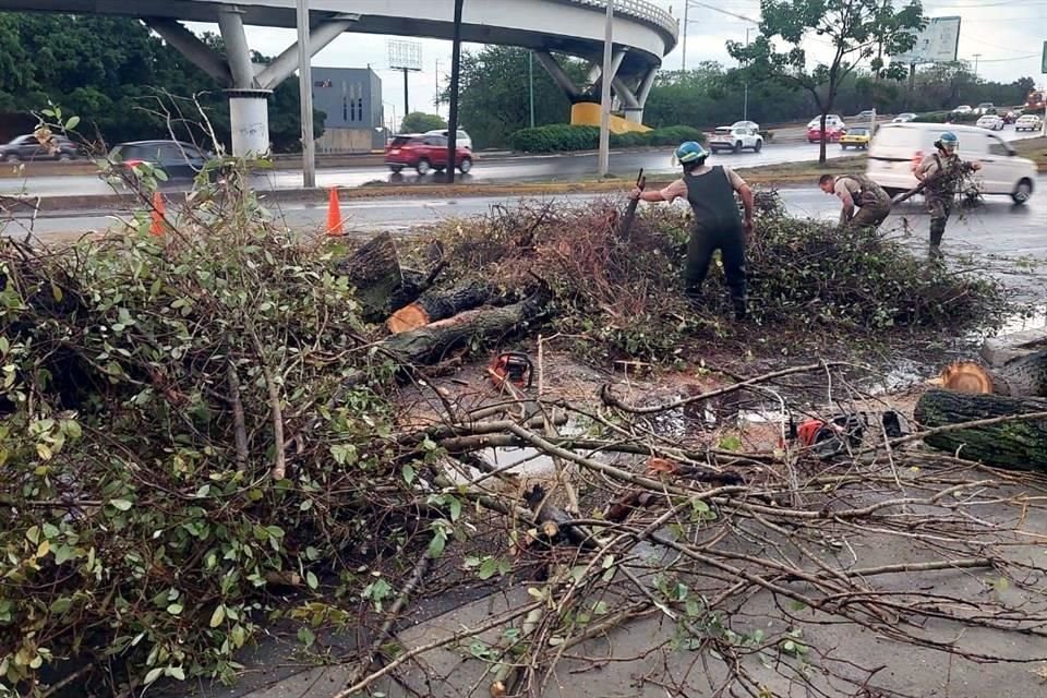 Seis árboles cayeron en distintos puntos del Municipio.