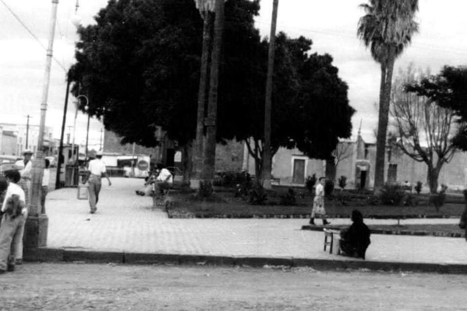 Un laurel de la india, de más de 120 años, fue derribado por las lluvias del fin de semana en el barrio de San Andrés, en Guadalajara.