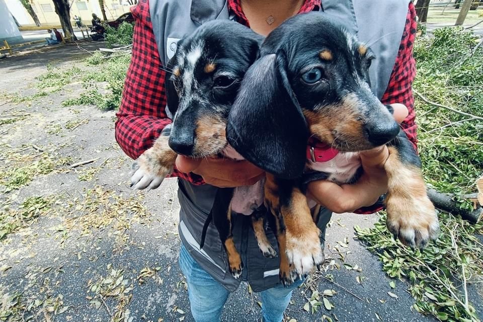 Policías de GDL realizaron un operativo en El Baratillo mediante el cual rescataron a 91 animales que fueron abandonados en el sitio.