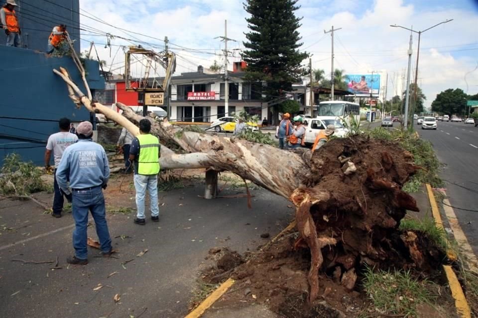 En Avenida Vallarta casi esquina con la Calle Don Bosco Vallarta, en Zapopan, un árbol caído bloqueaba los carriles laterales.