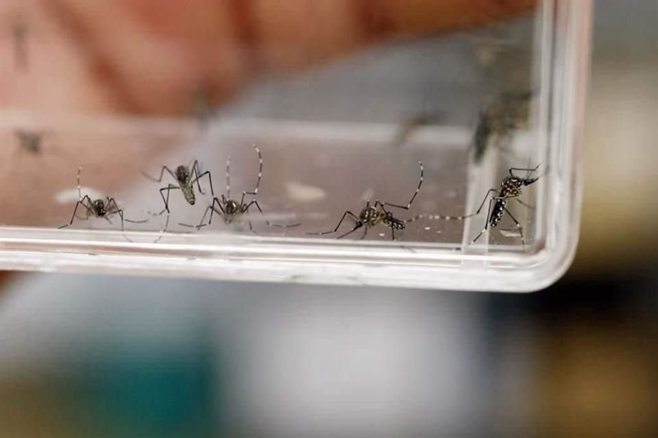 Los casos de dengue en Jalisco aumentaron 25 por ciento en una semana y lo peor todavía no llega, pues va iniciando el temporal.