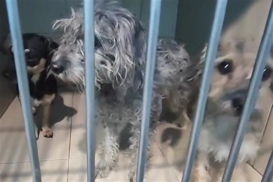 El refugio Buenos Chicos rescató siete perritos de una finca que se incendió en la Colonia La Joya.
