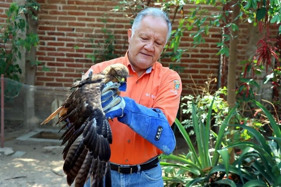 Luis Eugenio Rivera, rescatista de fauna silvestre e investigador de la UdeG.