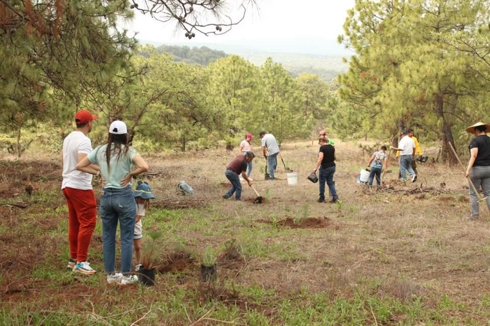 Se prevé que los ciudadanos participen en las jornadas de reforestación de La Primavera.