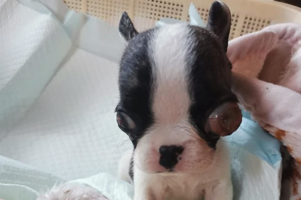 El cachorrito necesita padrinos para recuperars, pues su familia lo abandonó.