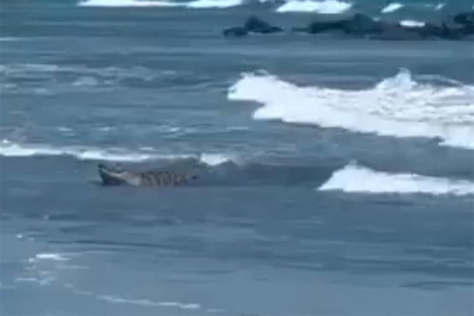 Las autoridades de ese Estado informaron que, ante la presencia del reptil, hay riesgo de que se realicen actividades de nado en el mar.