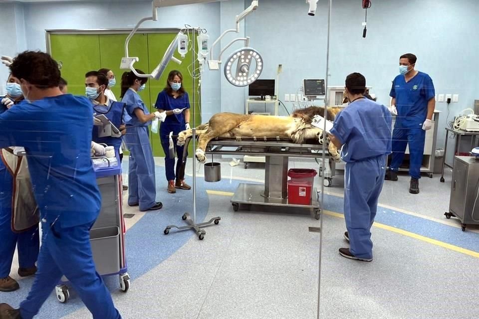 A través del Centro Integral de Medicina y Bienestar Animal, visitantes al Zoológico podrán conocer más de la atención a los animales.