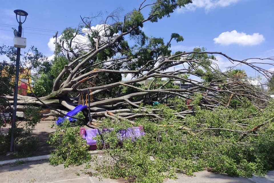 El Ayuntamiento de Guadalajara repondrá los árboles caídos por la lluvia y tiene como meta plantar 20 mil ejemplares al finalizar el año.
