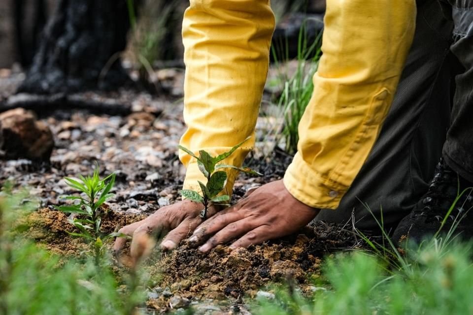 El Gobierno de Jalisco busca atender el área afectada por los incendios forestales.
