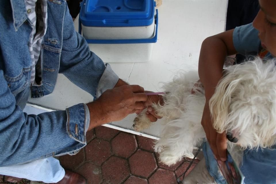 Se advierte a la población la necesidad de saber identificar a los médicos veterinarios avalados por la Secretaría de Salud Jalisco (SSJ).