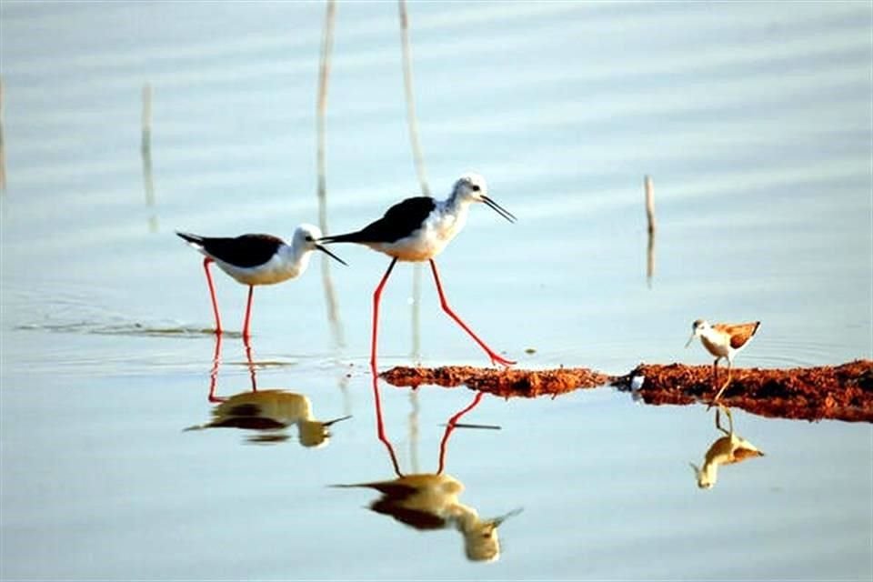 Cinco sitios ubicados en la costa del mar Amarillo y el golfo de Bohai en China, que son refugios de aves migratorias, ingresaron a la lista del Patrimonio Mundial.