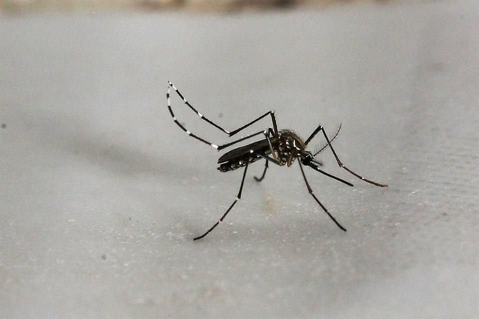 Para frenar al dengue la sociedad debe mantener limpios patios y azoteas, para que estén libres de criaderos del mosco, asegura académico.