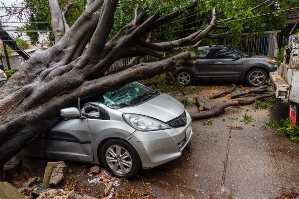 En Guadalajara, los fuertes vientos que han acompañado a las tormentas durante el presente temporal han derribado poco más de 800 árboles.