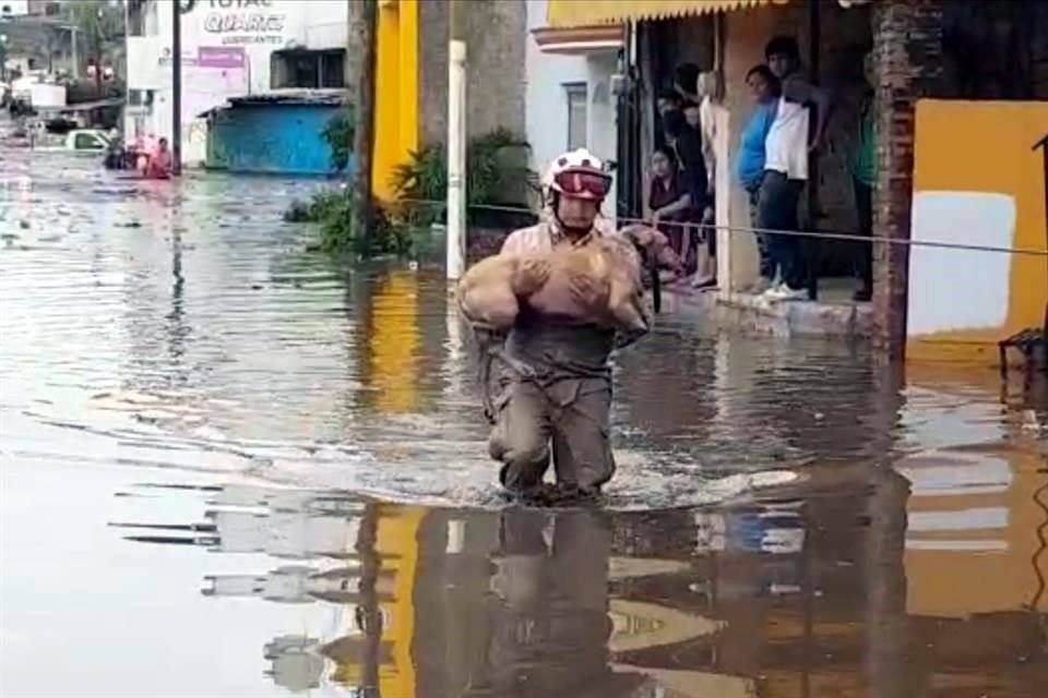 Una perrita fue rescatada de la inundación.