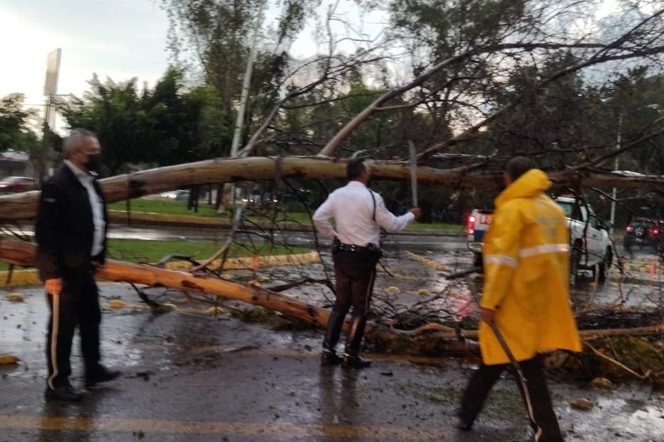 Un árbol cayó en Lázaro Cárdenas, cerca del cruce con San Ignacio.