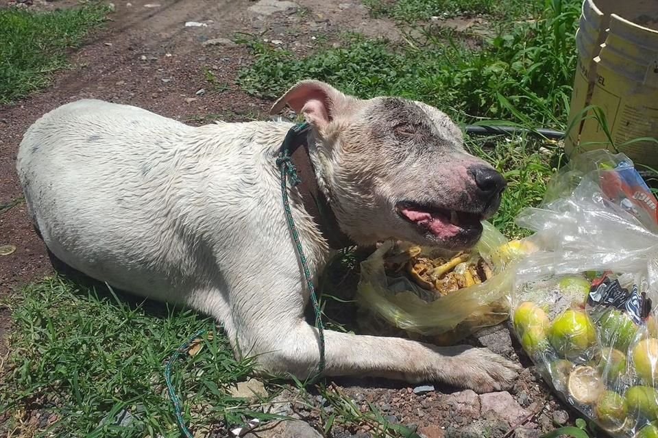'Nemito' fue abandonado por su familia en un río de La Barca. Ahora busca una familia.