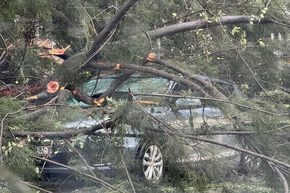 La tormenta registrada la tarde de este jueves provocó la caída de varios árboles en la Zona Metropolitana de Guadalajara. 