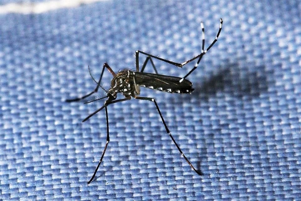 De acuerdo con el Sistema Nacional de Vigilancia Epidemiológica, a la fecha Jalisco acumula mil 782 casos de dengue, de los cuales, mil 192 son no graves.