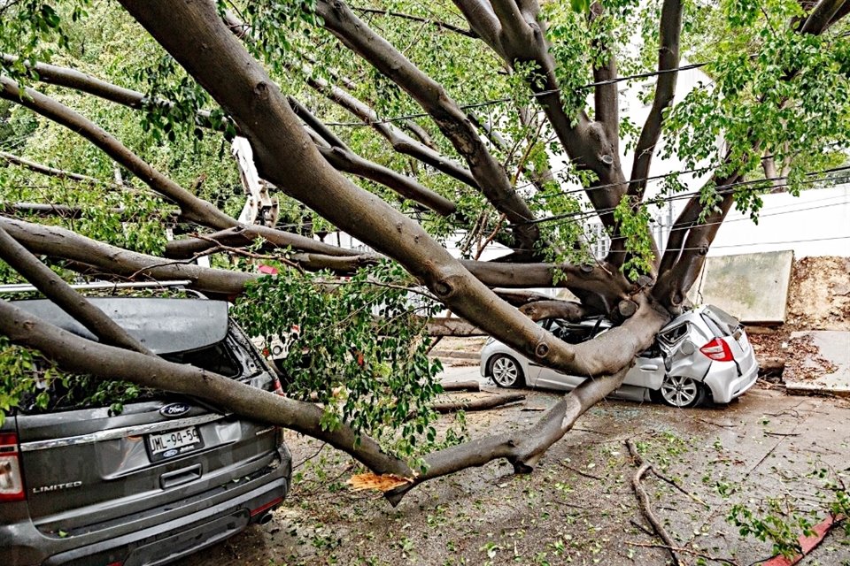 Los intensos vientos asociados a la temporada de lluvia han derribado mil 918 árboles en la ZMG; Zapopan es el Municipio más afectado.