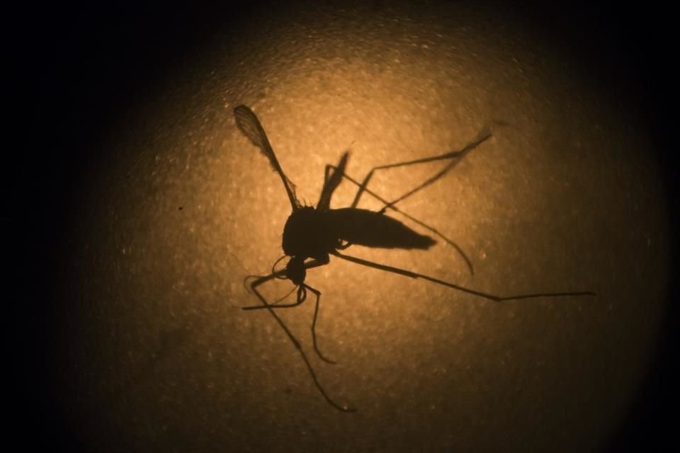En los últimos siete días se confirmaron 954 nuevos contagios de dengue en Jalisco.
