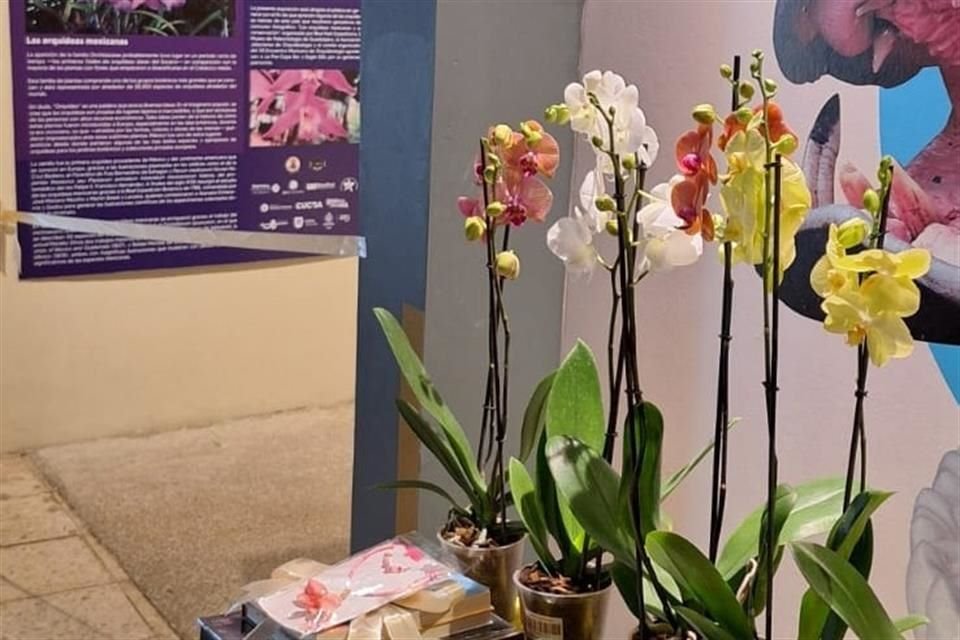 El lema del Séptimo Encuentro de Orquídeas en Guadalajara es: 'Orquídeas mexicanas y su conservación'.