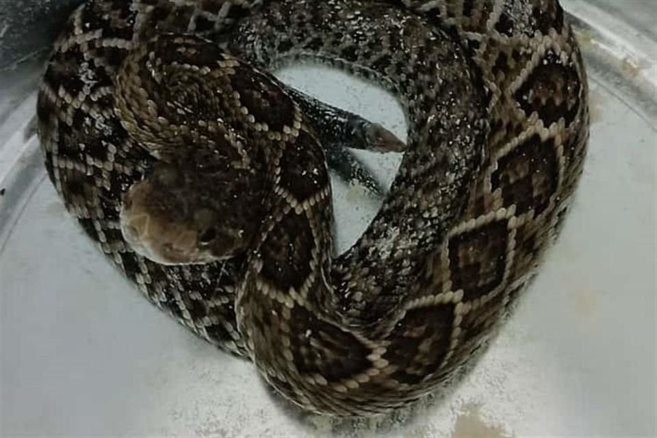 La víbora fue entregada al Centro de Conservación de Vida Silvestre en el Parque Agua Azul.