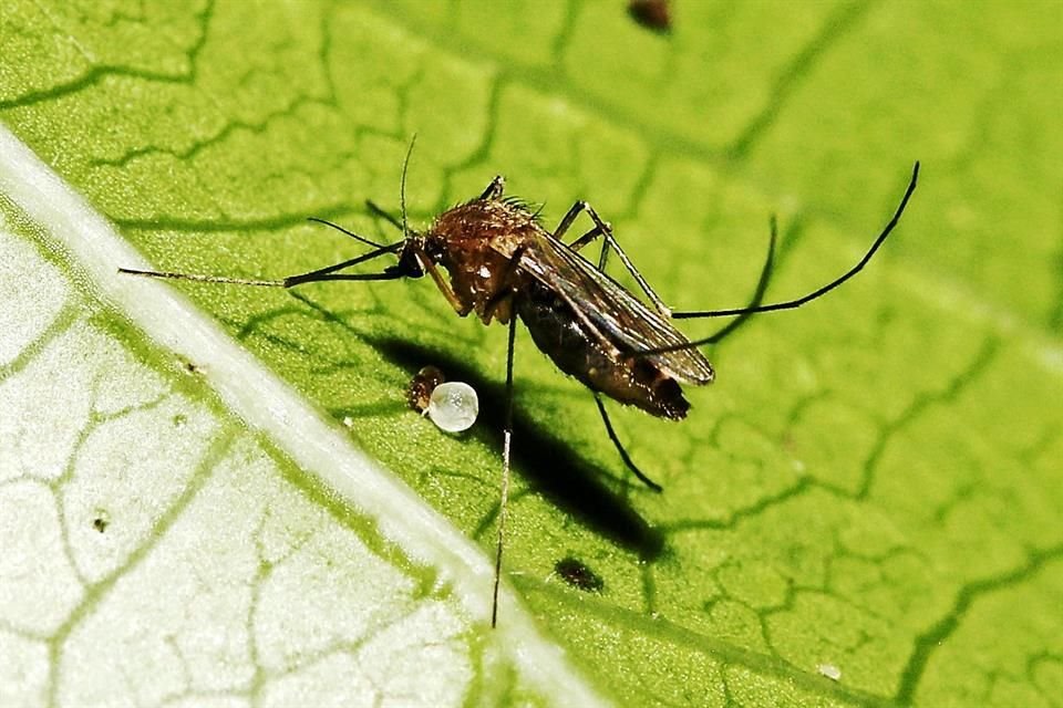 A la fecha, la entidad acumula 8 mil 436 casos de dengue, lo que mantiene al Estado en primer lugar nacional.