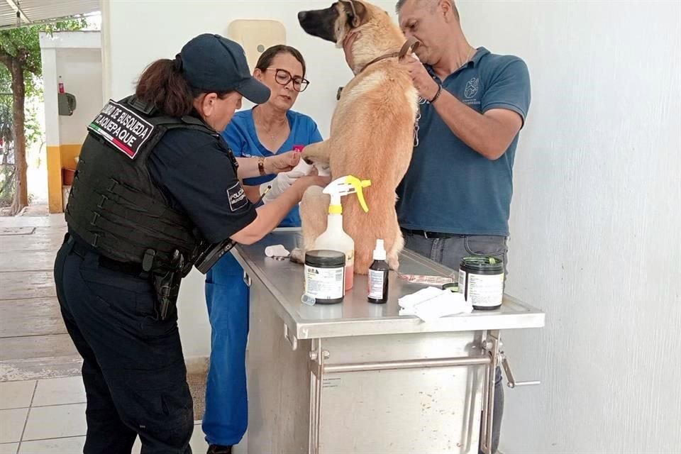 El perro fue llevado al centro de Salud Animal de Tlaquepaque.