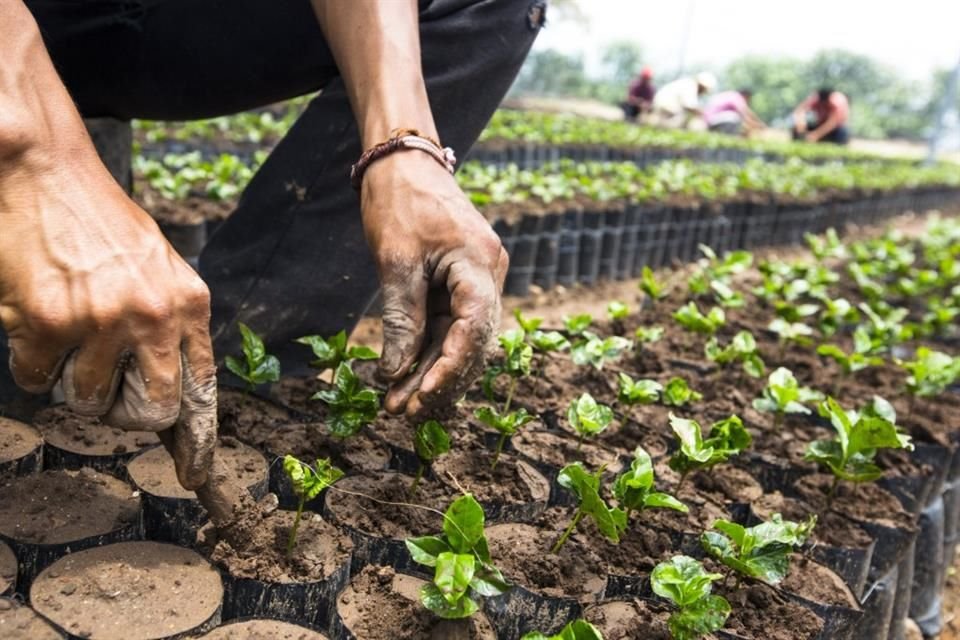 Mario Rodríguez, director y gerente global de investigación y desarrollo cafetero de la empresa, explicó que a través de la mejora en plantas de café, los productores pueden aumentar el rendimiento de la flor y la cereza.