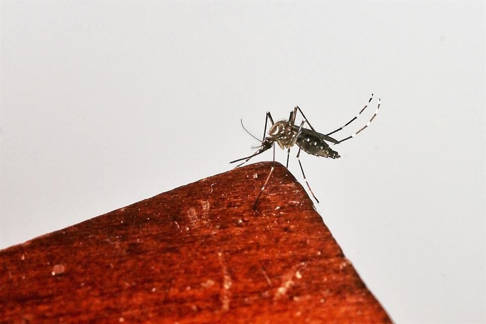Con 764 casos nuevos de dengue, Jalisco acumula ya 6 mil 547 contagios y refuerza el primer lugar nacional.