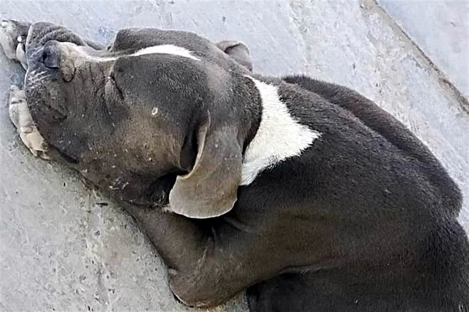 Activistas de San Luis Potosí buscan trasladar a Guadalajara a un perro que fue golpeado, le cortaron la cola y lo violaron.