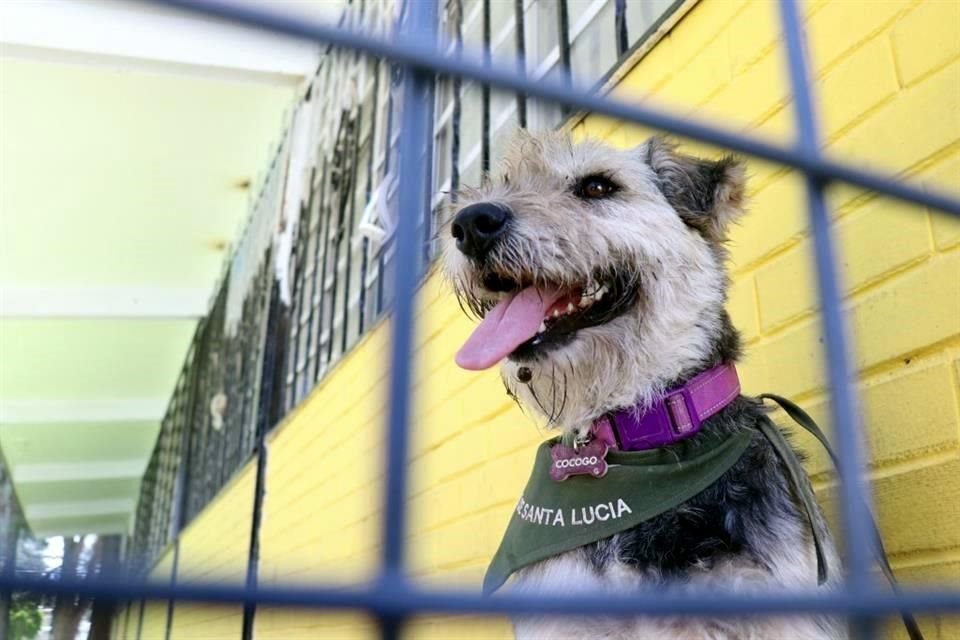 La exposición de motivos señala que en las últimas décadas, el vínculo entre las personas y sus mascotas ha cambiado de forma significativa.