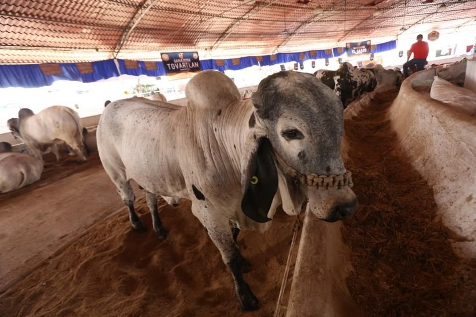 La primera etapa de la Expo Ganadera arrojó una baja en la venta de ganado, donde uno de los factores que afecta es la sequía.
