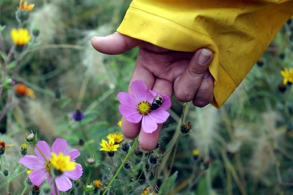 Integrantes del colectivo 'Colectivo Chaponeros de Lomas Estrella' muestran árboles y plantas que han logrado hacer crecer en un predio de su colonia.