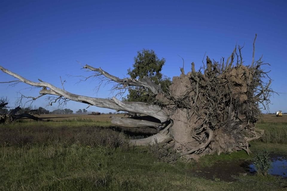 El aumento del nivel del mar, de la frecuencia de las tormentas, la deforestación, la agricultura y la introducción de especies invasoras son factores que amenazan a las especies vegetales.