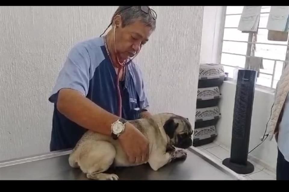 Los perros recibieron atención médica.