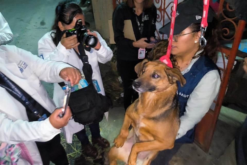 'Rescataron a seis seres sintientes de la especie canina de raza criolla en condiciones de maltrato en un domicilio de la colonia San Mateo, en la alcaldía Milpa Alta', indicó la PAOT.