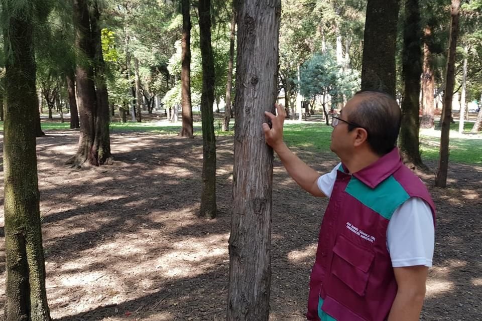 Los árboles del Parque Gandhi enfrentan la contaminación y un suelo compactado.  